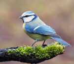 Bbox 5603,Kaliteli İthal  Fotoğraf Makinesi Çantası (KUŞ FOTOĞRAFCILARI İÇİN) Bbox 5603 - Görsel 5